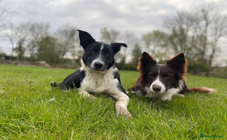 Border Collie dogs - Advert 1