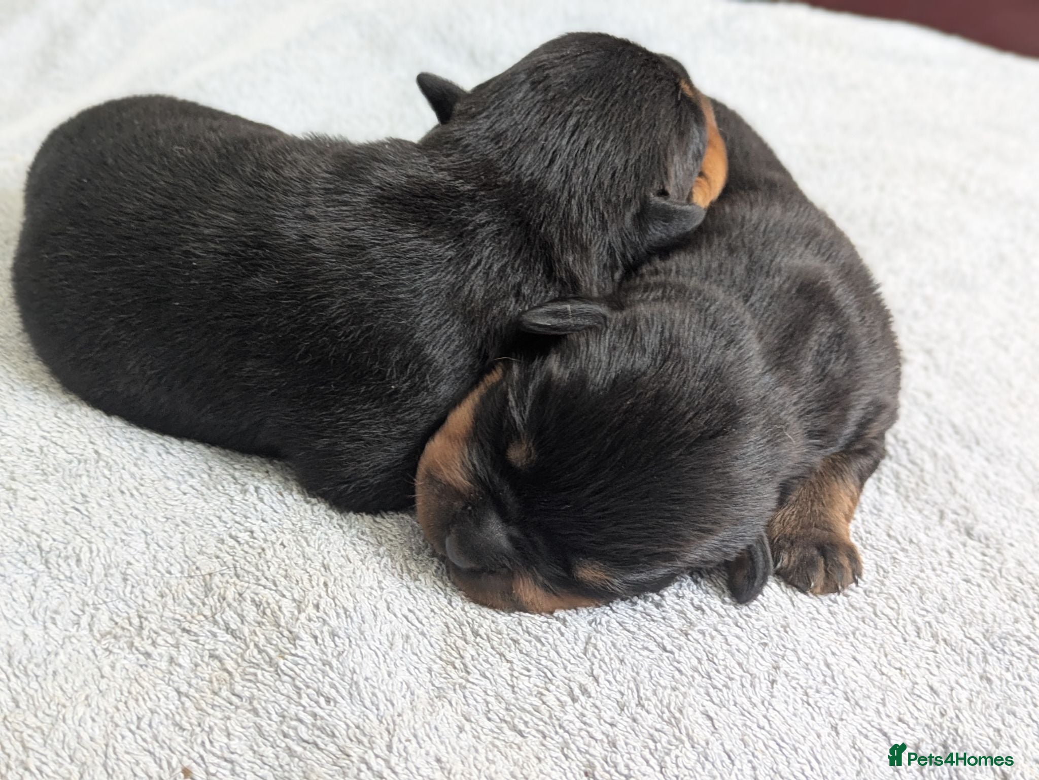 Rottweiler dogs KC registered Health Tested Puppies  - Advert 1