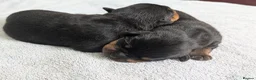 Rottweiler dogs for sale: KC registered Health Tested Puppies  - Advert 1