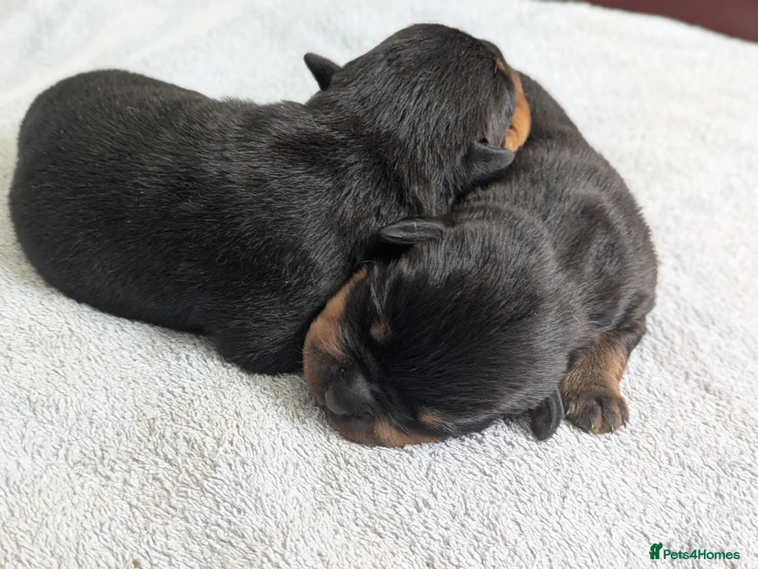 Rottweiler dogs for sale: KC registered Health Tested Puppies  - Advert 1