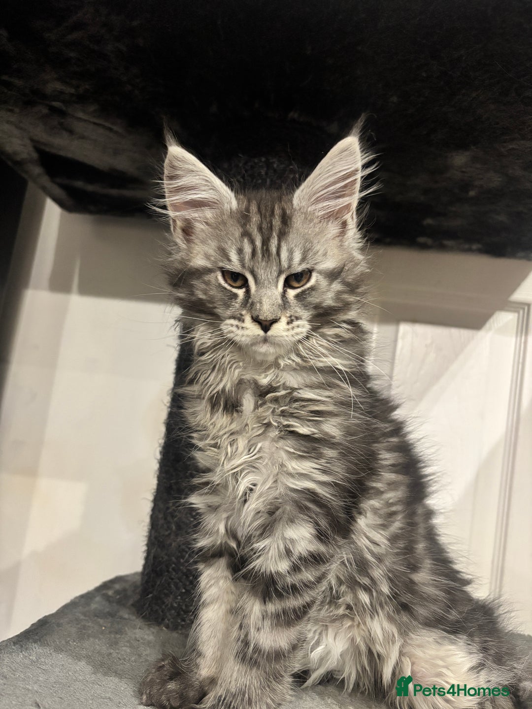Maine Coon cats for sale:  TICA Maine Coon Kitten litter due soon!  - Advert 6