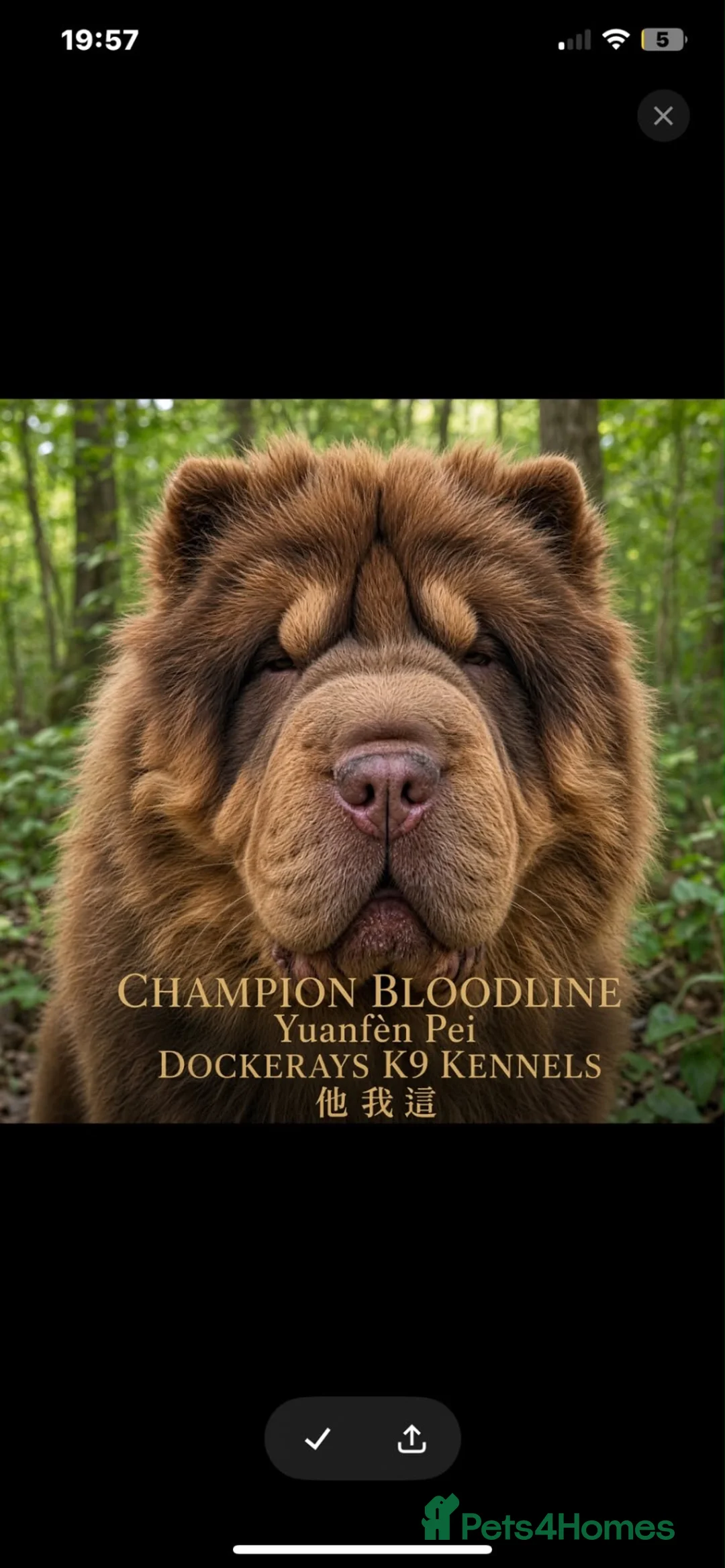 Shar Pei dogs for stud: Top quality full chco and tan bear coat  - Advert 1