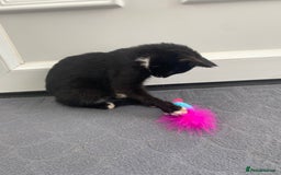 Mixed Breed cats for sale: Girl kitten ready now  - Image 4