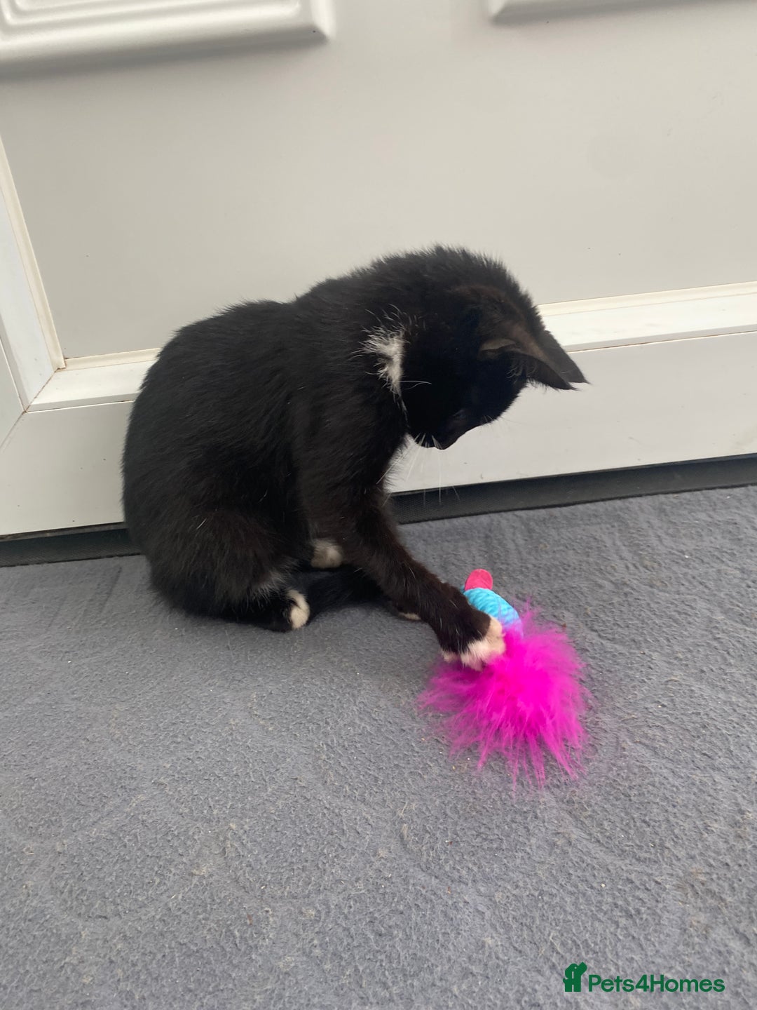 Mixed Breed cats for sale: Girl kitten ready now  - Image 4