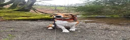 Mixed Breed dogs for sale: milo the beagle mix - Advert 6