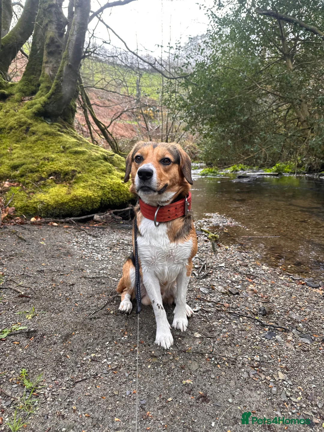 Mixed Breed dogs for sale: milo the beagle mix - Advert 6