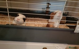 Guinea Pig rodents for sale: Bonded pair of young female guinea pigs - Advert 5