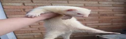 Ferret rodents for sale: 10 week old kits - Advert 12