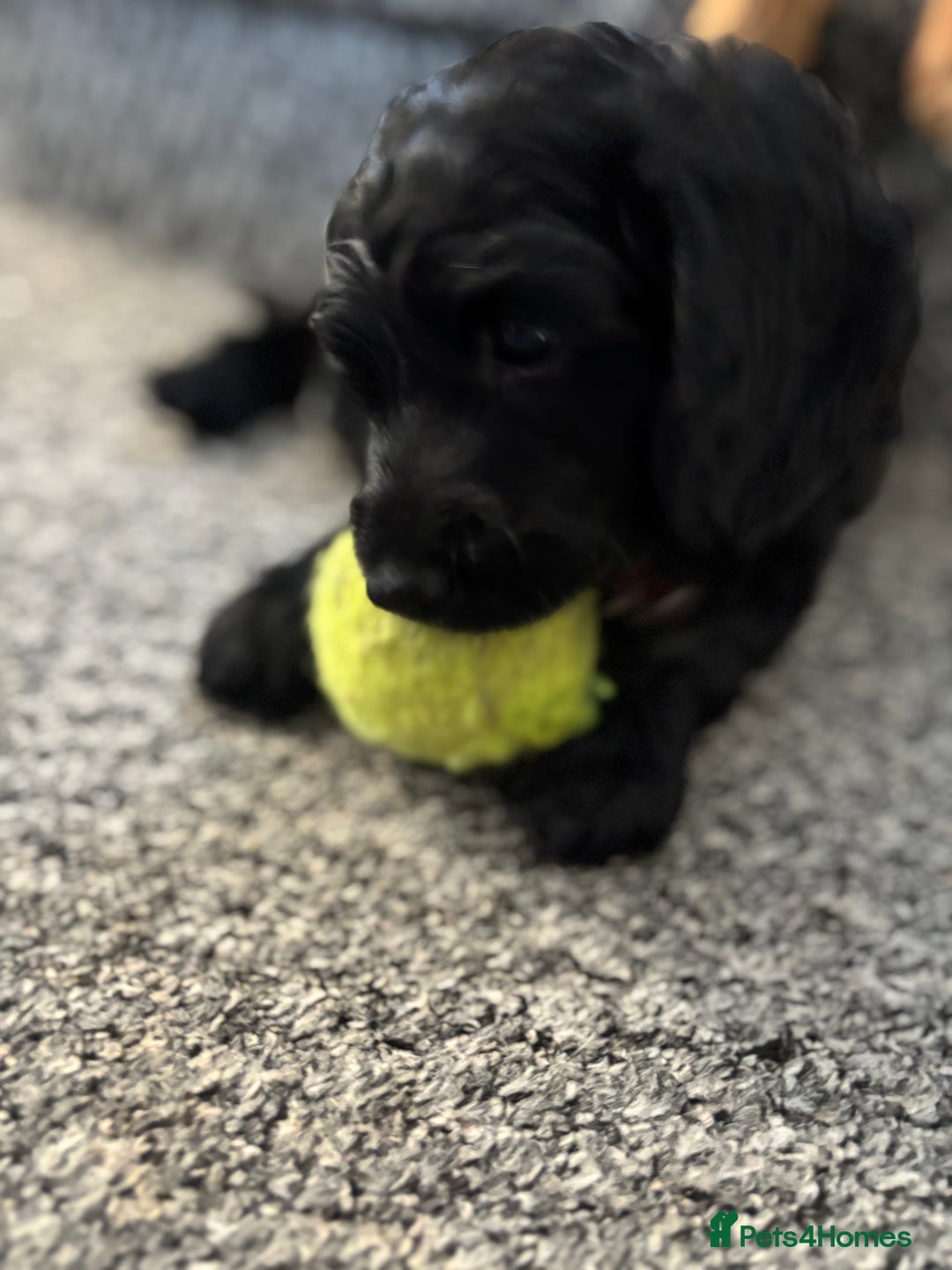 Cockapoo dogs for sale: Last Two Cockapoo Pups  - Image 5