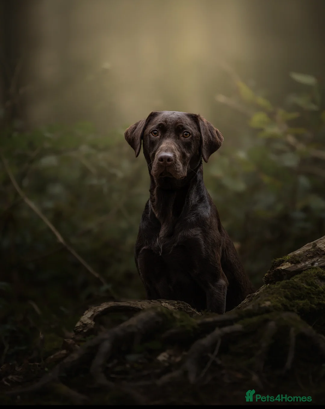 Labrador Retriever dogs for sale: Extensively Health Tested Chocolates  - Advert 16