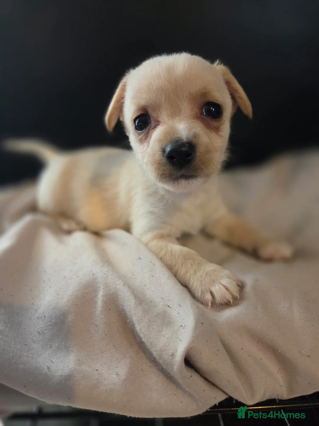 Mixed Breed dogs for sale: West Highland Terrier mixed puppies READY SUNDAY!! - Advert 11