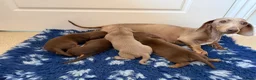Miniature Dachshund dogs for sale: Beautiful kc registered miniature dachshunds  - Advert 11