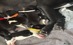Mixed Breed dogs for sale: Labrakita - Image 6
