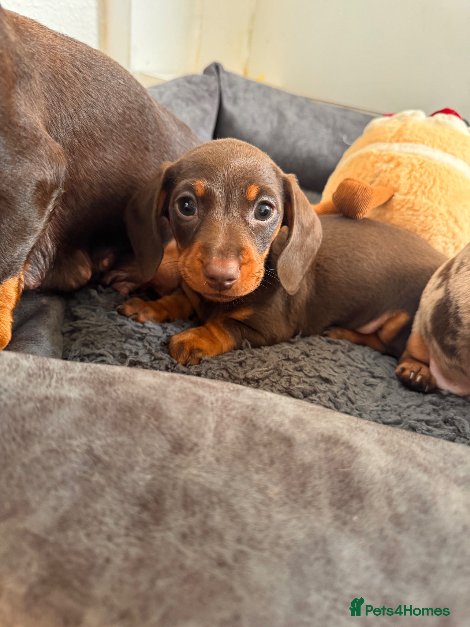Miniature Dachshund dogs **1 girl left**Miniature Dachshund.  🐾 - Advert 1