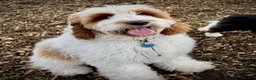 Poodle dogs for stud: Rare Red Tuxedo Moyen Poodle Stud - Advert 16