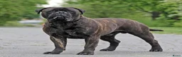 Bullmastiff dogs for sale:  Bullmastiff puppies available for loving homes in Taunton - Advert 2