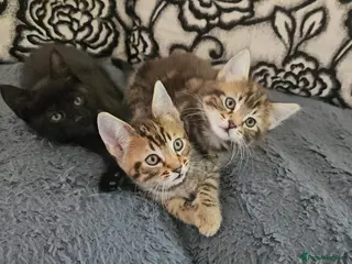 Mixed Breed cats THREE LEFT KITTENS - Advert 15