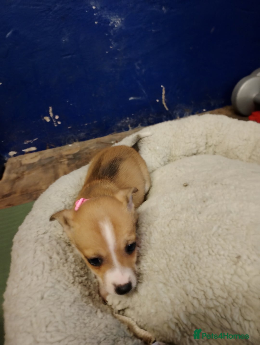 Mixed Breed dogs for sale: Four bueatuful pups forsale  - Advert 4