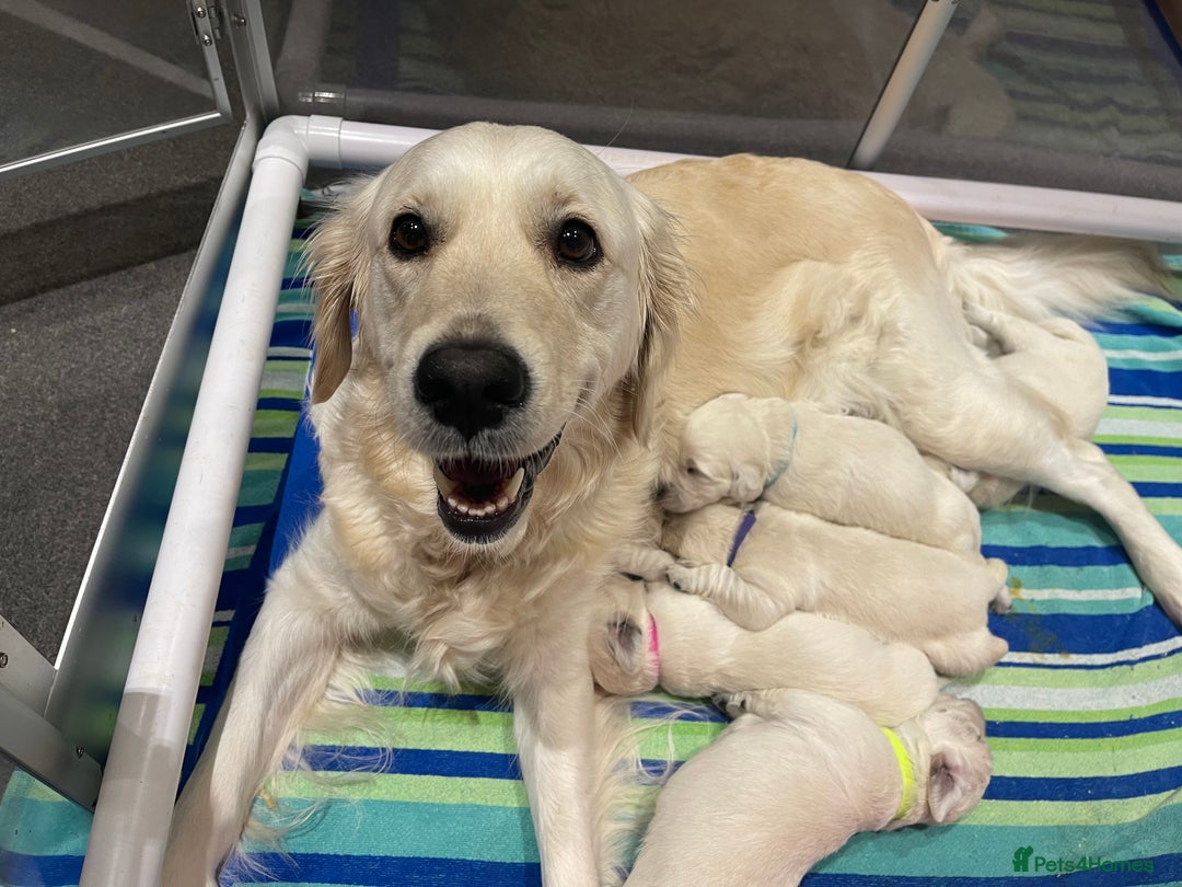 Golden Retriever dogs for sale: Quality Bred Golden Retriever Puppies - Advert 10