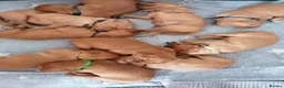 Golden Retriever dogs for sale: Exceptional KC registered Golden Retriever puppies - Advert 14