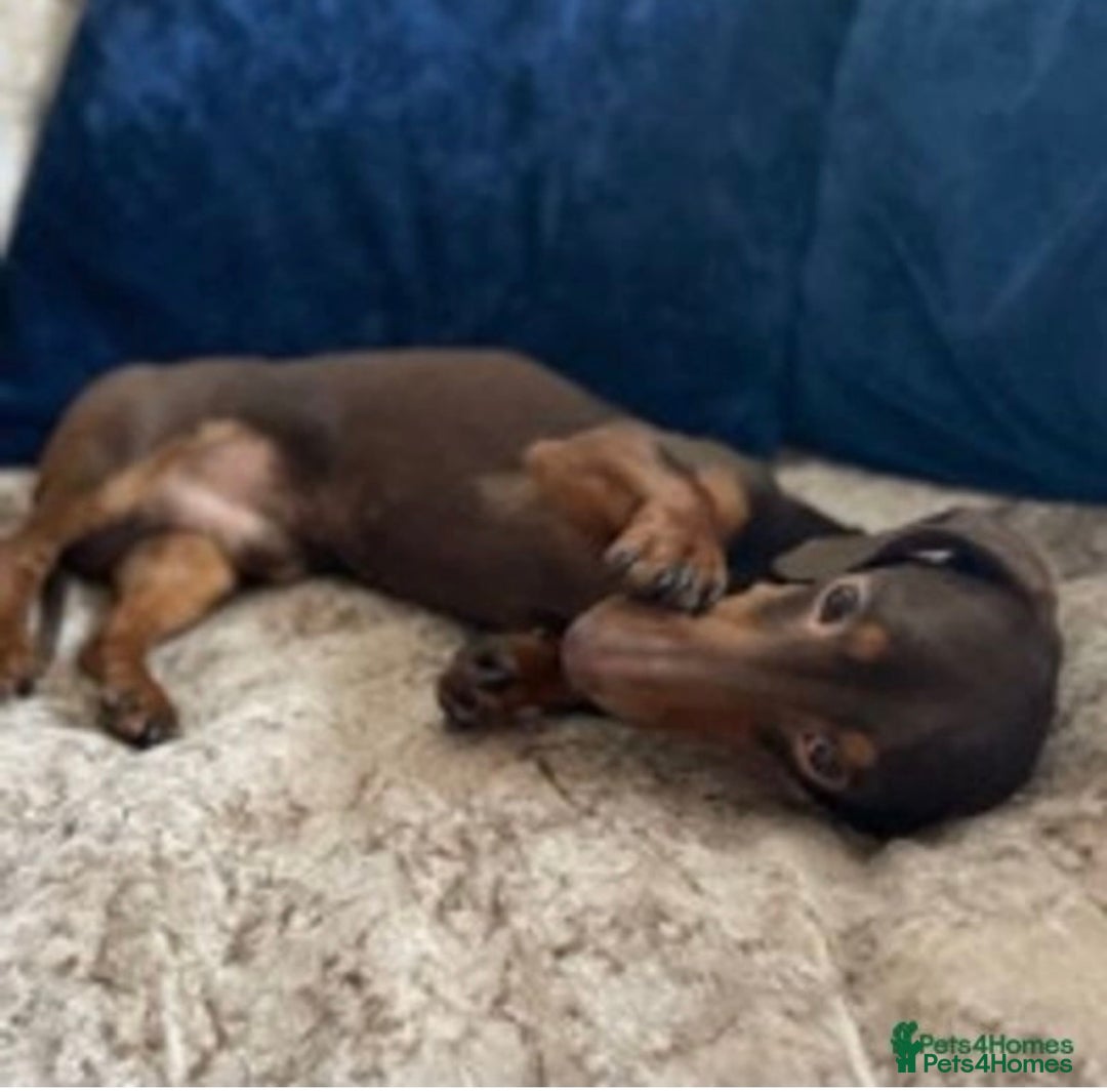 Miniature Dachshund dogs for stud: Experienced Choc & Tan Mini - KC Reg & DNA CLEAR in Romford - Advert 6