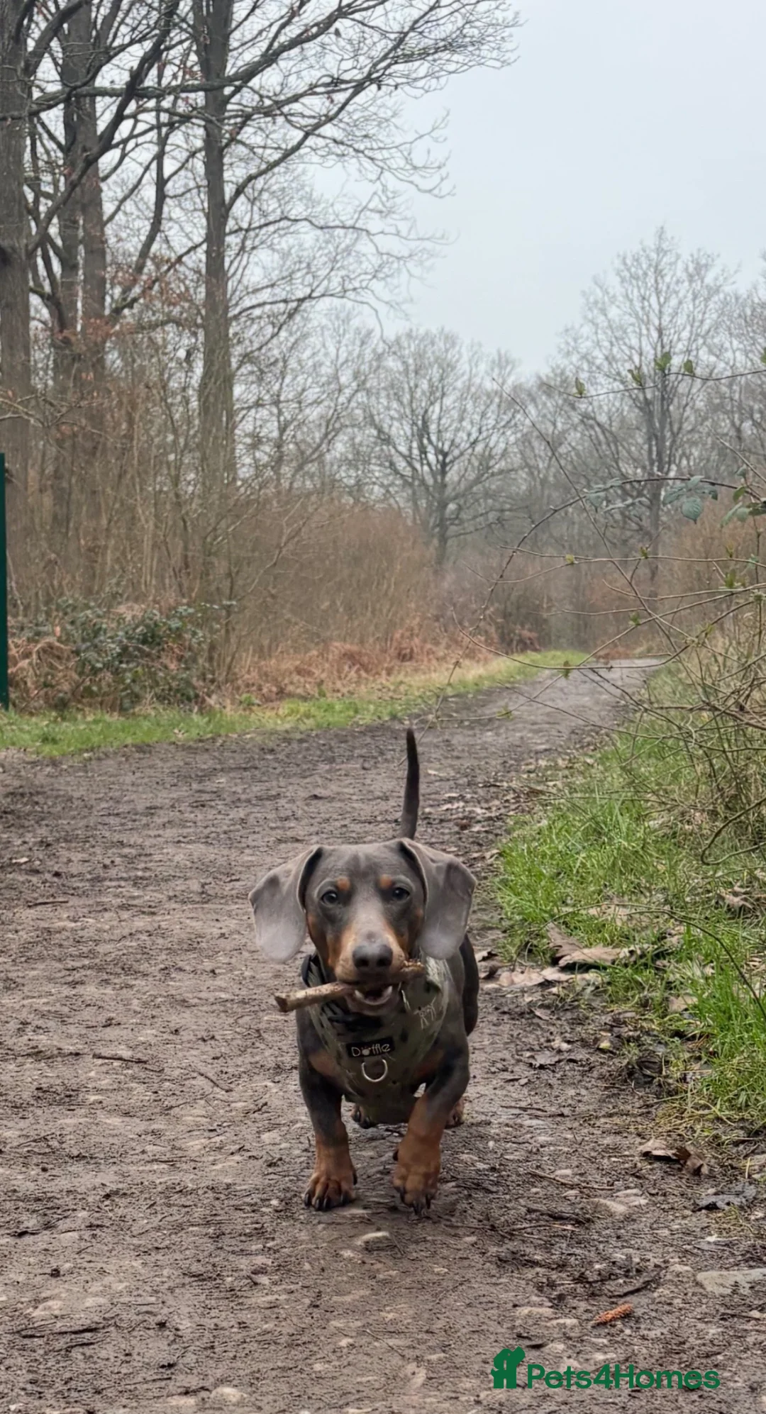 Miniature Dachshund dogs for stud: 🐾SNOOP🐾 blue and tan miniature stud(proven) - Advert 2