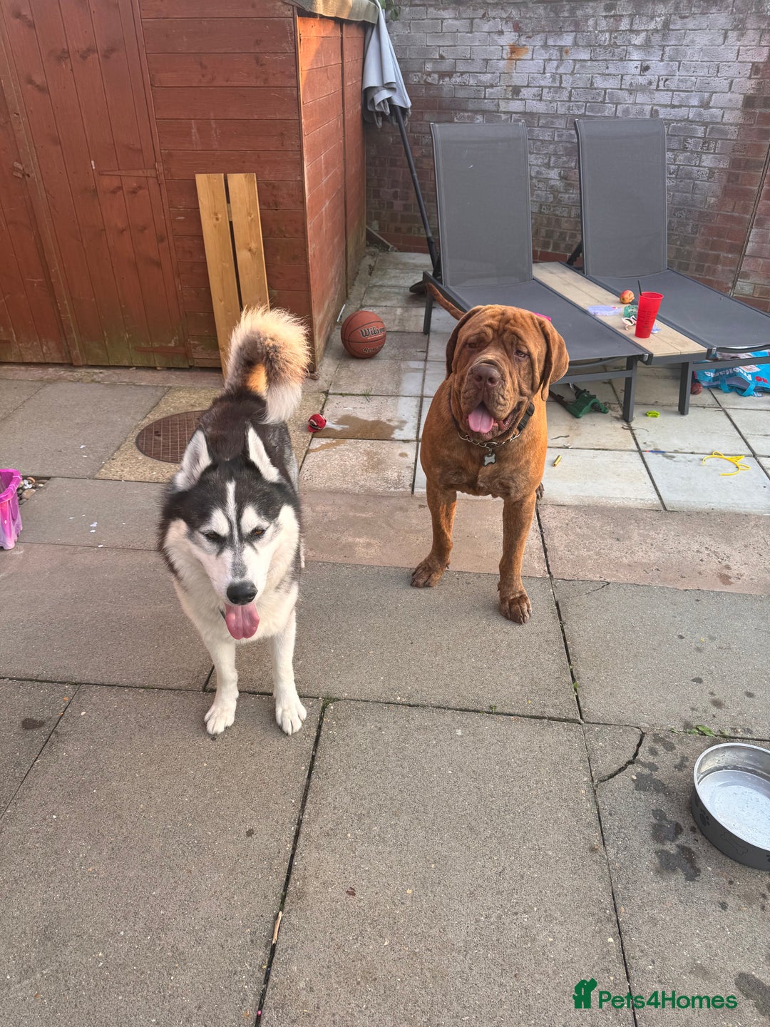 Mixed Breed dogs for sale: Rufus cross breed of mastiff  - Advert 6