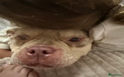 English Bulldog dogs for sale: Pocket bully girl - Image 8