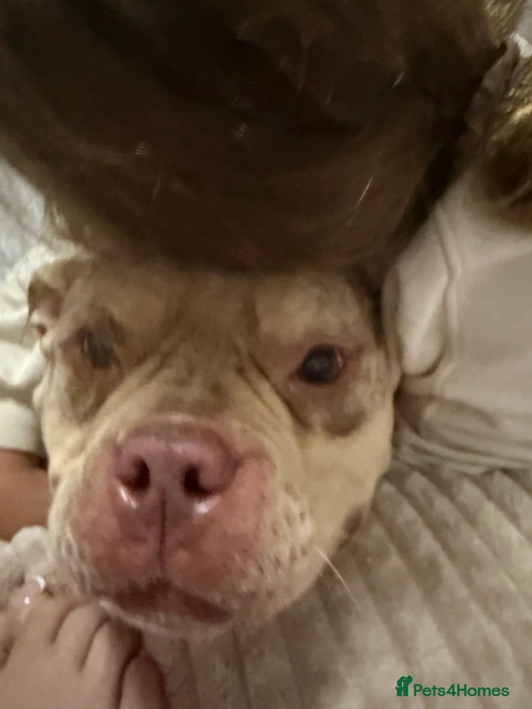 English Bulldog dogs for sale: Pocket bully girl - Advert 8