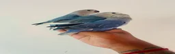 Lovebirds birds for sale: Hand reared lovebirds for sale  - Advert 8