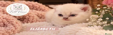 Elizabeth 