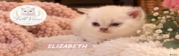 British Longhair cats for sale: GCCF Registered Pedigree British Longhair Kittens - Advert 8