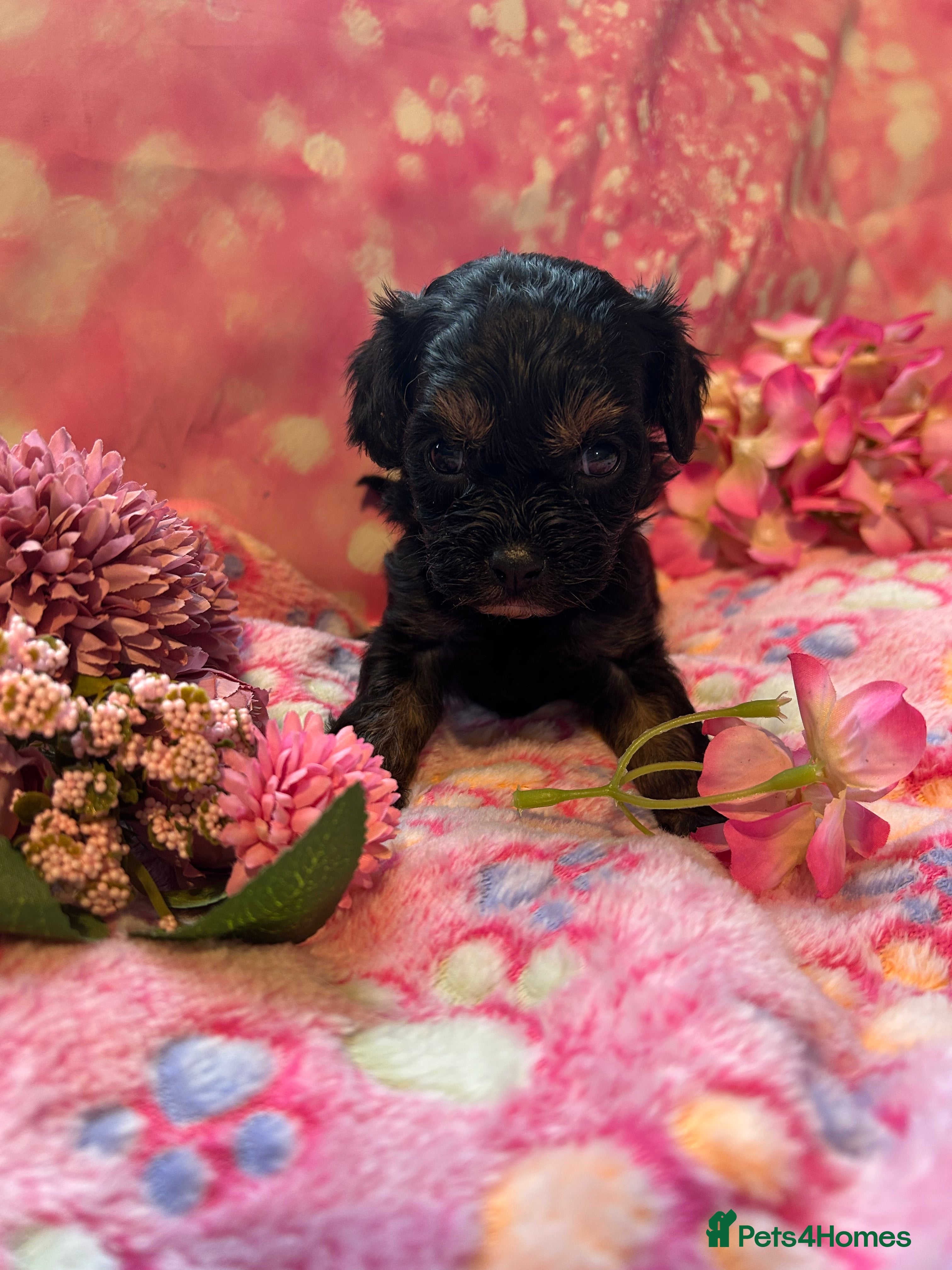 Cavapoo dogs F1 Cavapoo puppies 🐶  - Advert 1