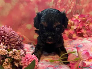 Cavapoo dogs F1 Cavapoo puppies 🐶 - Advert 4