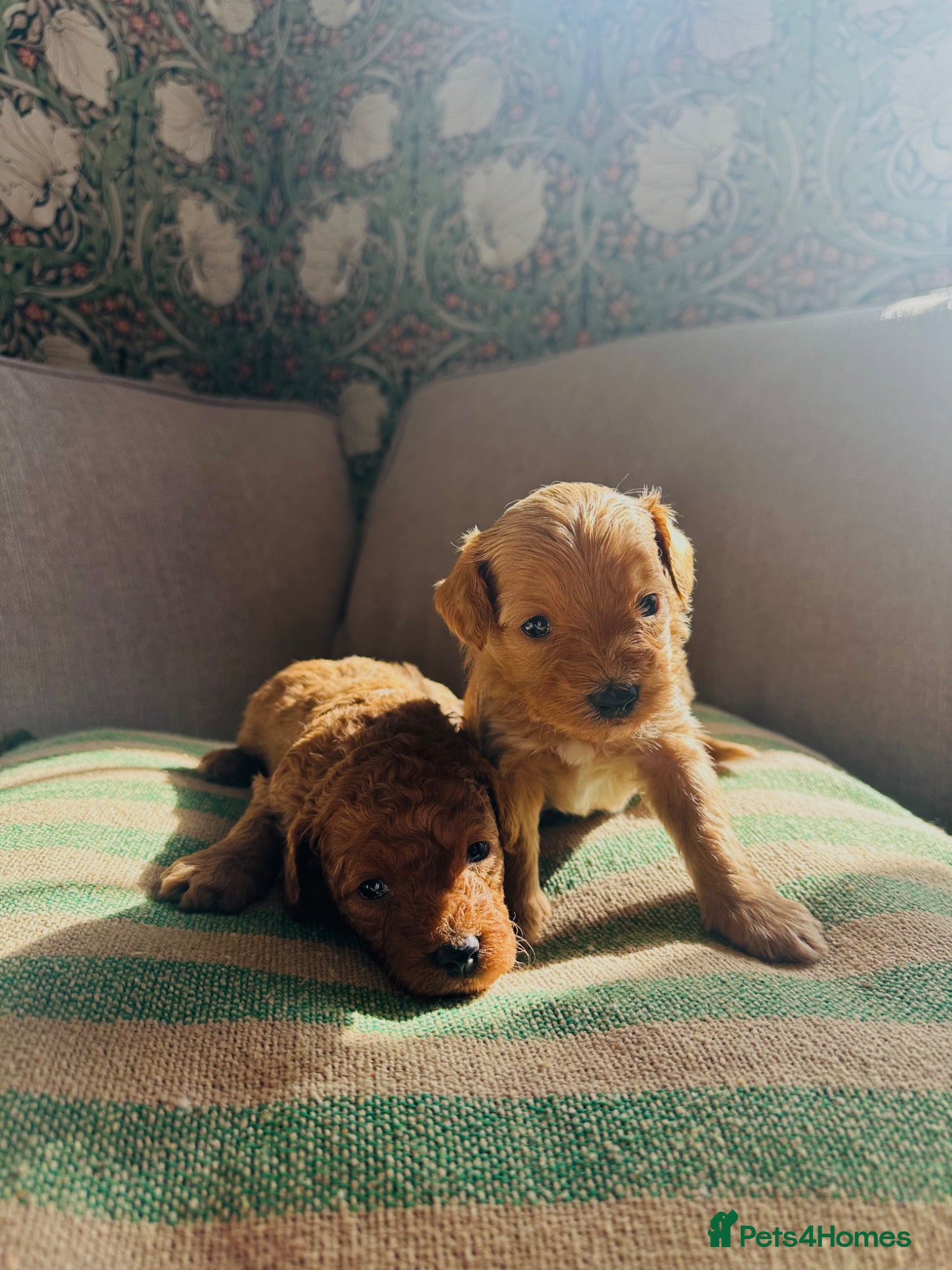 Maltipoo dogs MALTIPOO PUPPIES 5 STAR LICENSED BREEDER  - Advert 16