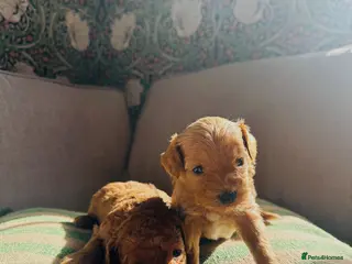 Maltipoo dogs MALTIPOO PUPPIES 5 STAR LICENSED BREEDER - Advert 16