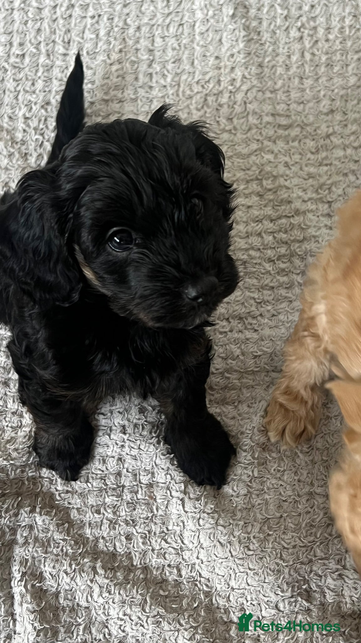 Cockapoo dogs  🐾 Black F2b Miniature Cockapoo Girl 🐾 - Advert 15