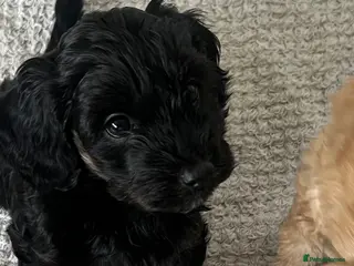 Cockapoo dogs 🐾 Black F2b Miniature Cockapoo Girl 🐾 - Advert 15