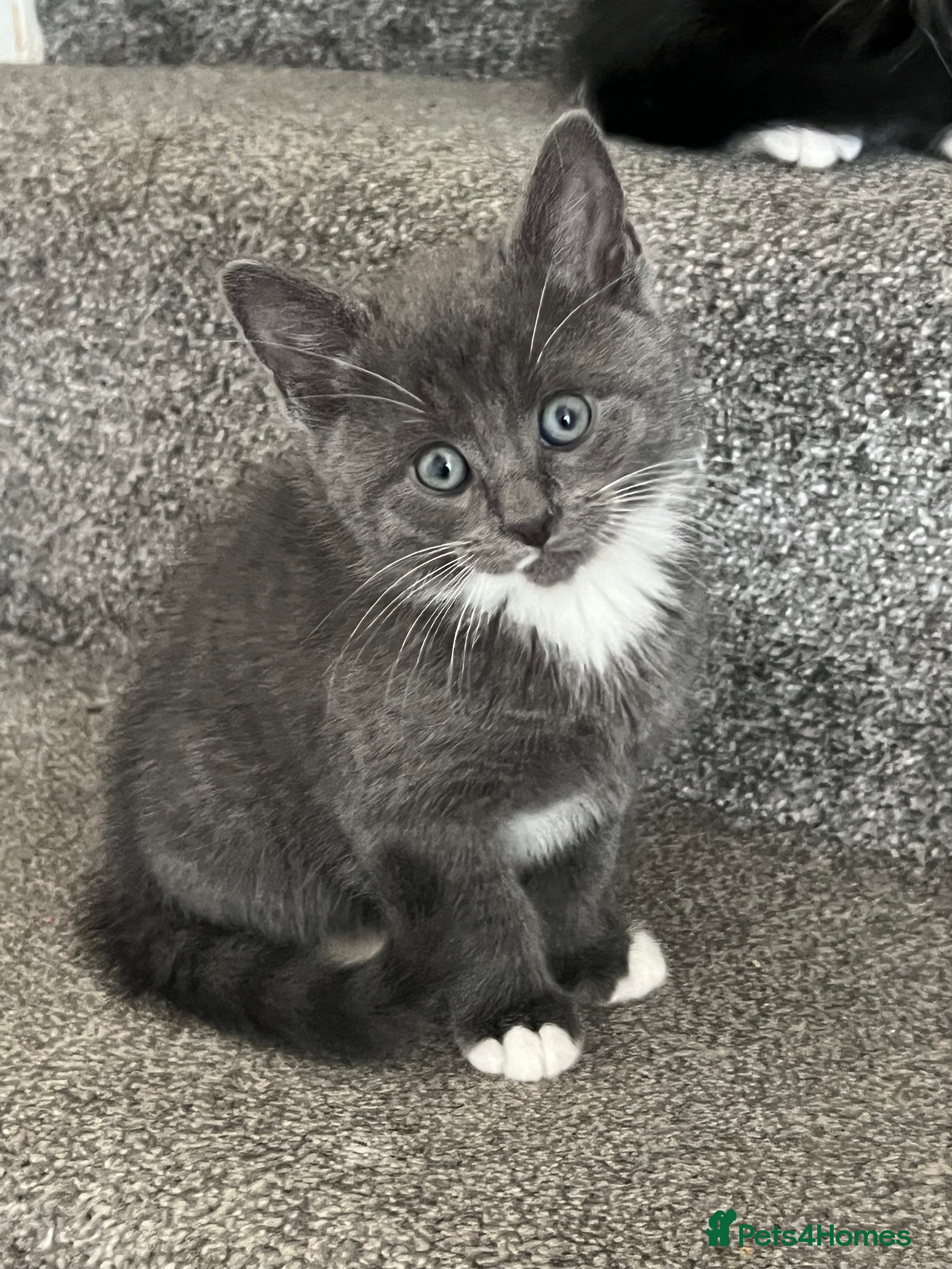 Mixed Breed cats Beautiful Maine Coon Mix Kittens - Advert 18