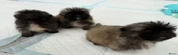 Pekingese dogs for sale: Kc sable Blk mask Pekingnese Russian lines - Advert 3