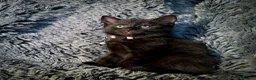 Mixed Breed cats for sale: 4 stunning kittens in Stanley - Advert 11