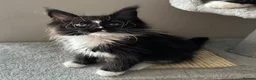 Maine Coon cats for sale: AMAZING TICA MAINE COON KITTENS  - Advert 17