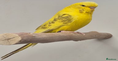 Budgerigars birds in Bracknell - Advert 5