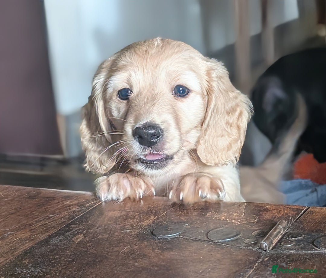 Miniature Dachshund dogs for sale: Stunning Cream Long-Haired Miniature Dachshund  - Advert 4