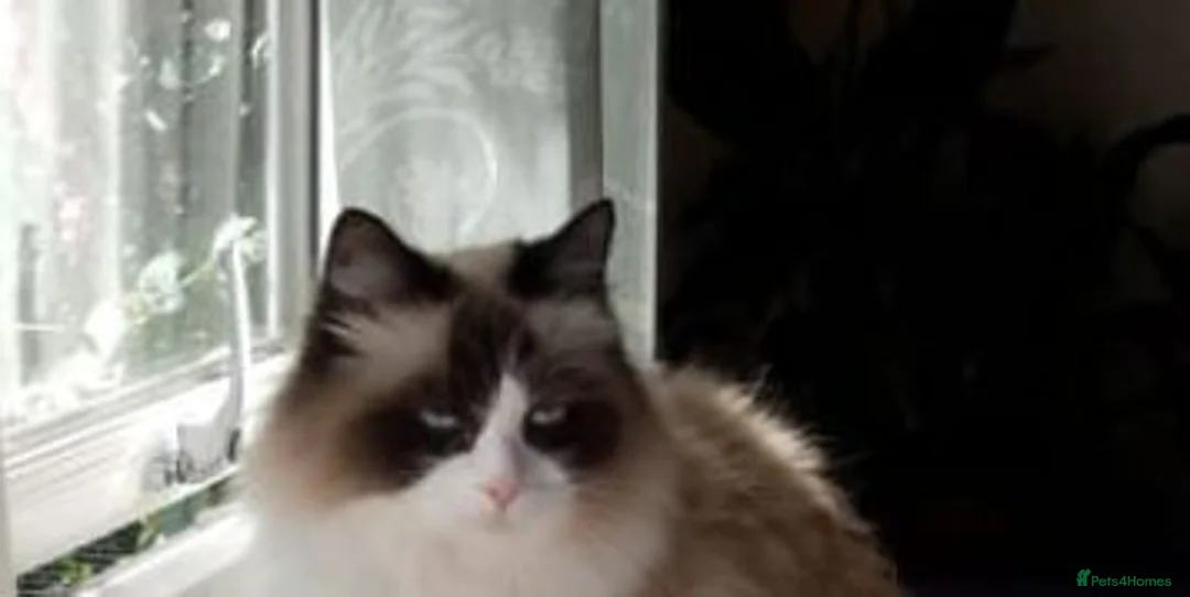 RagaMuffin cats for sale: Female Ragamuffin  in Glasgow - Advert 1