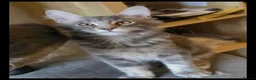 Maine Coon cats for sale: Beautiful Maine Coon Kittens - Advert 3