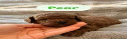 Cavapoo dogs for sale: 5 Deep Red Cavapoos - Advert 11