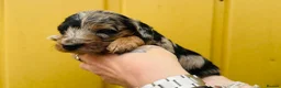 Cockapoo dogs for sale: Wow just wow 🤩  - Advert 6