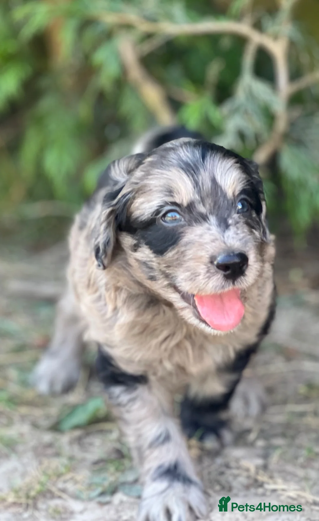 Mixed Breed dogs for sale: Lassie/Border Collie X Miniature Poodle - Advert 2