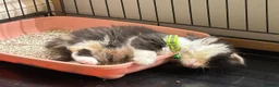 British Shorthair cats for sale: beautiful british shorthair and longhair kittens  - Advert 10